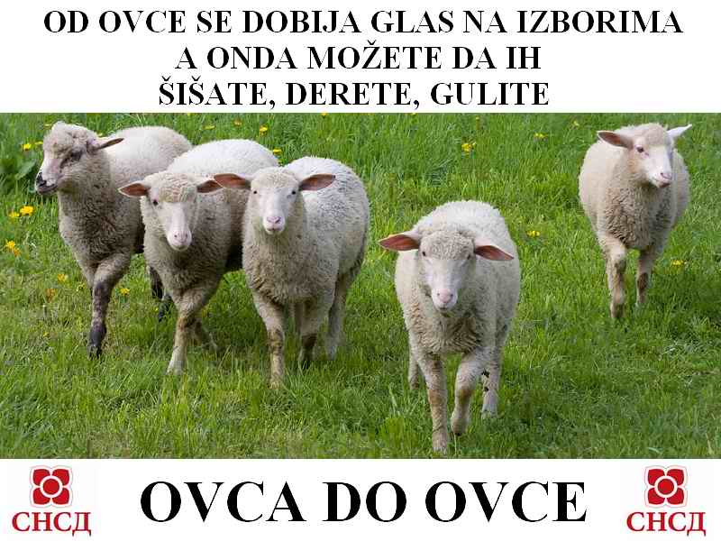 Ovce